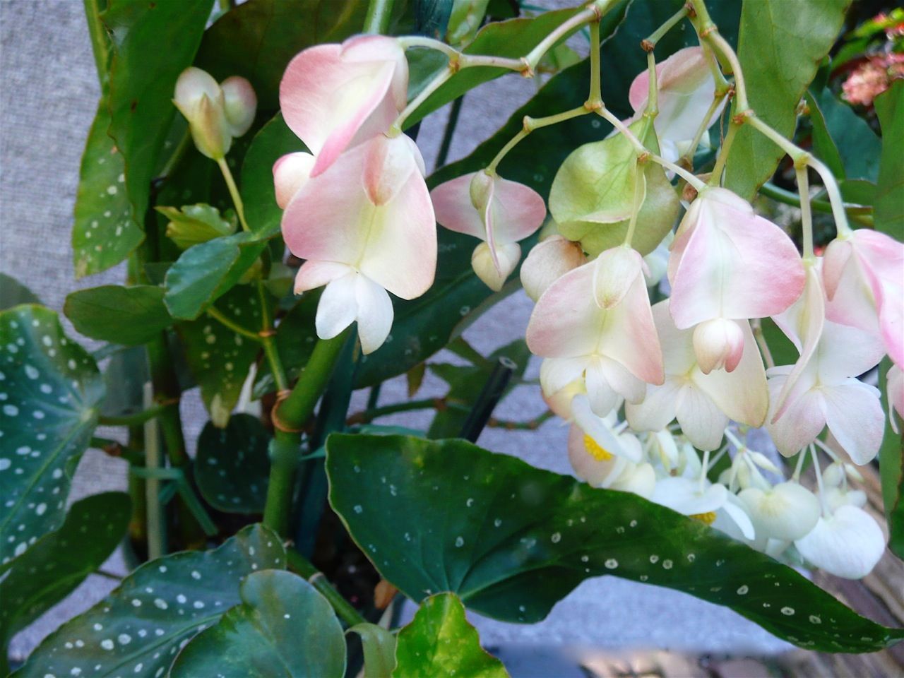 B. ‘Dorothy Mary’